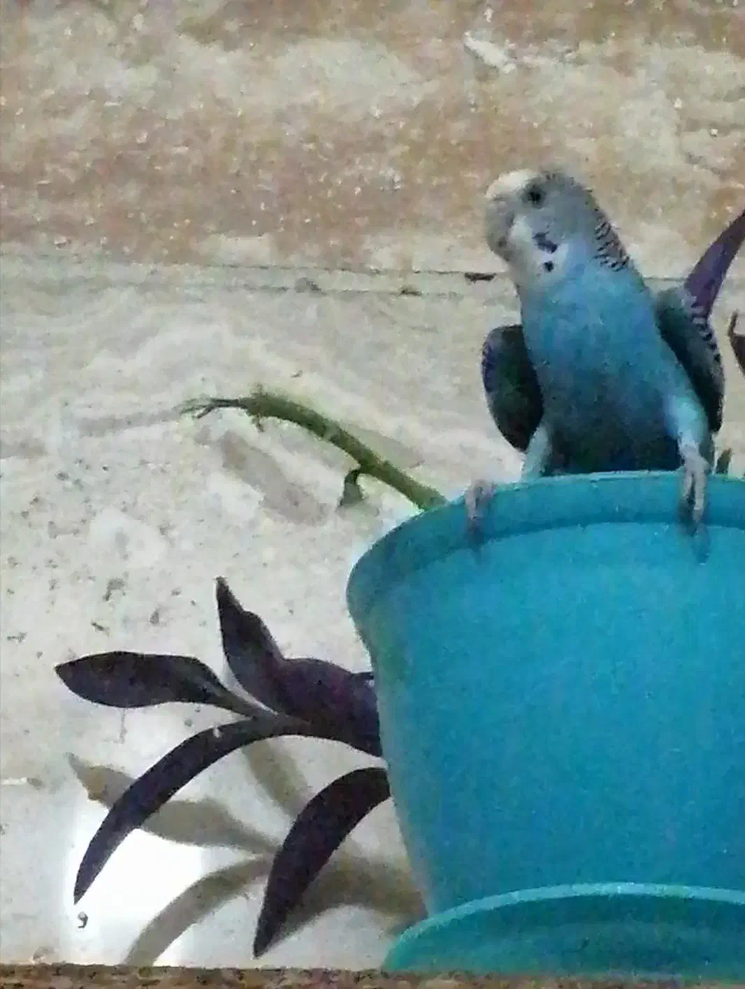 مرغ عشق آبی|پرنده|ری, علایین|دیوار