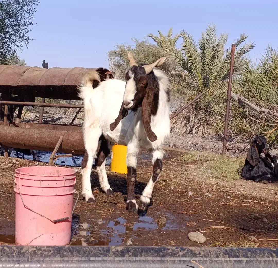 نری پاکستانی.نربز پاکستانی.بز نر|حیوانات مزرعه|جیرفت, |دیوار