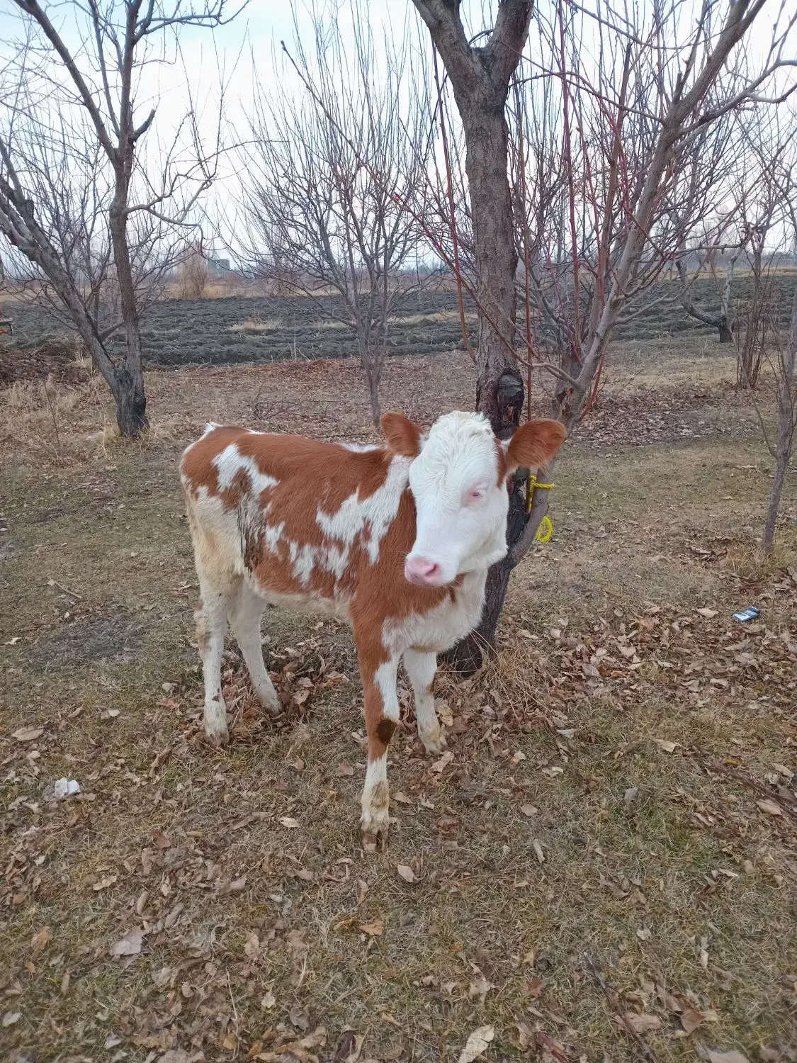 گوساله|حیوانات مزرعه|نوشین شهر, |دیوار