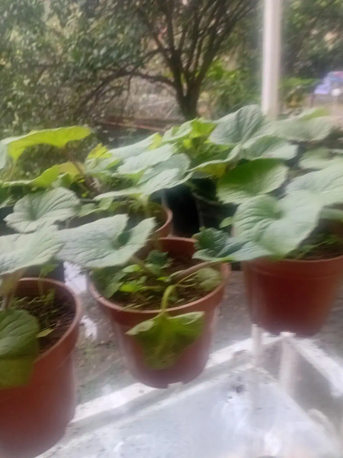 فروش گل سینره (بایرام گلی )|گل و گیاه طبیعی|چوبر, |دیوار