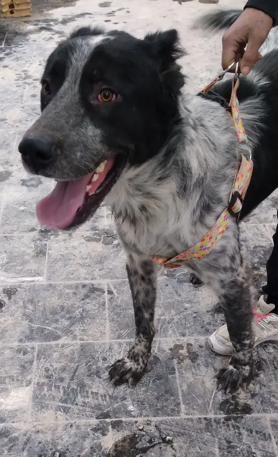 سگ قهدرجانی|سگ|کرج, ساماندهی|دیوار