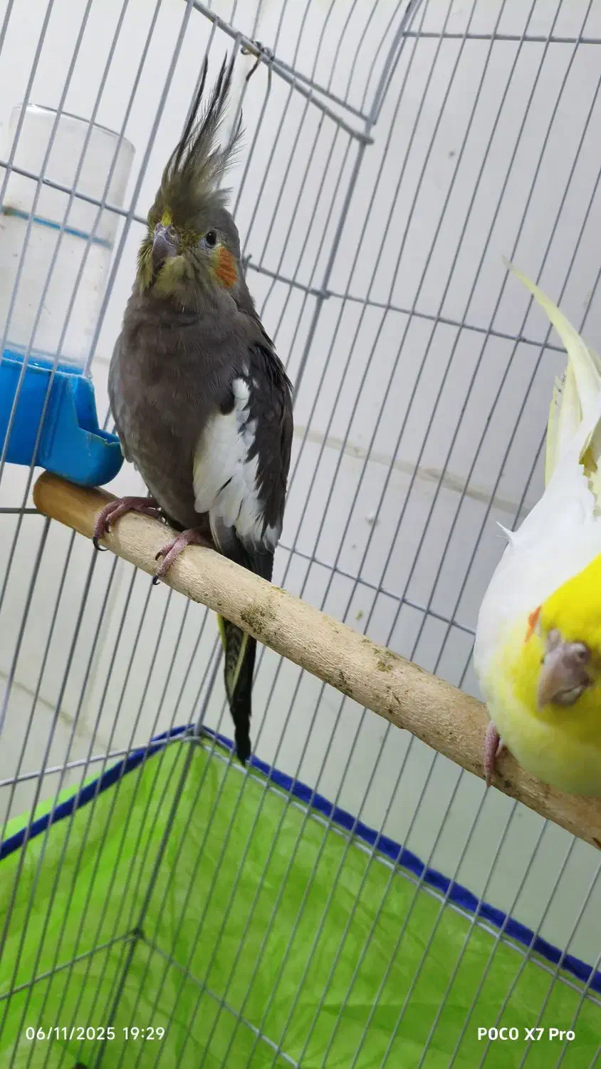 جفت عروس پاریس مولد با دو عدد جوجه|پرنده|حمیدیه, |دیوار