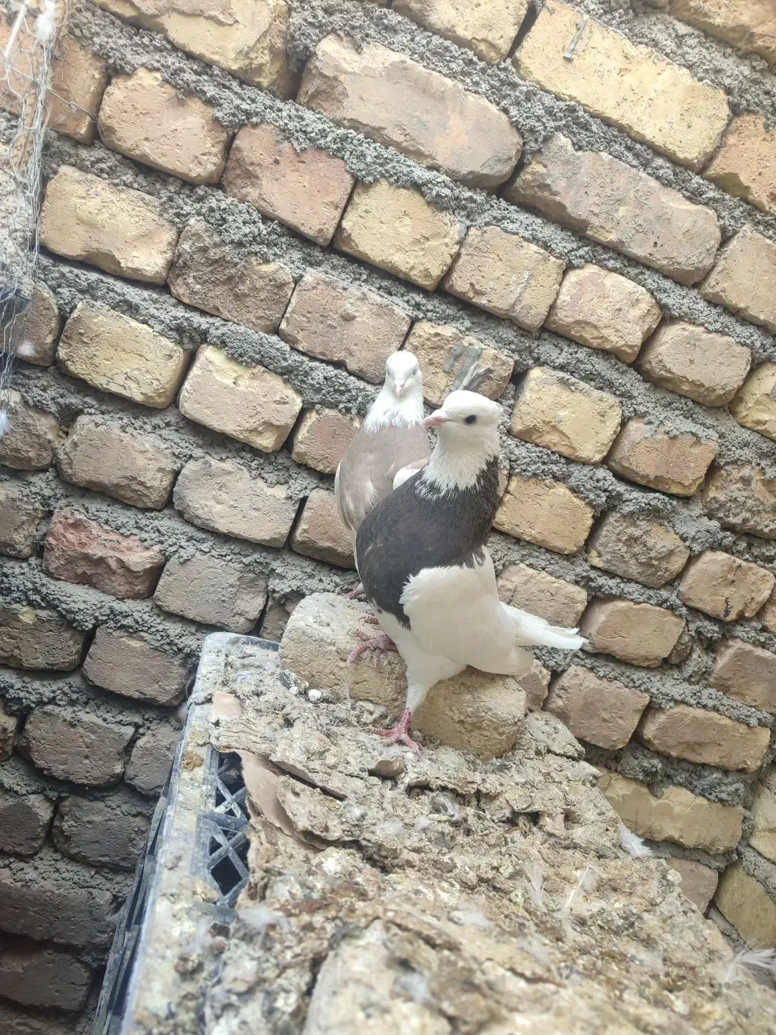 طوقی دمسفیددمسیاه سینه ای کله الماسی سرخ کاشونی|پرنده|مبارکه, |دیوار