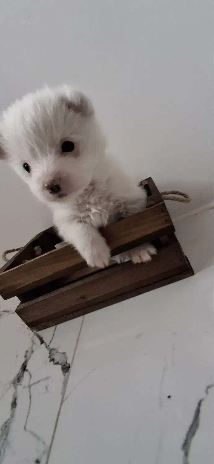 واگذاری سگ جیبی|سگ|اردبیل, |دیوار