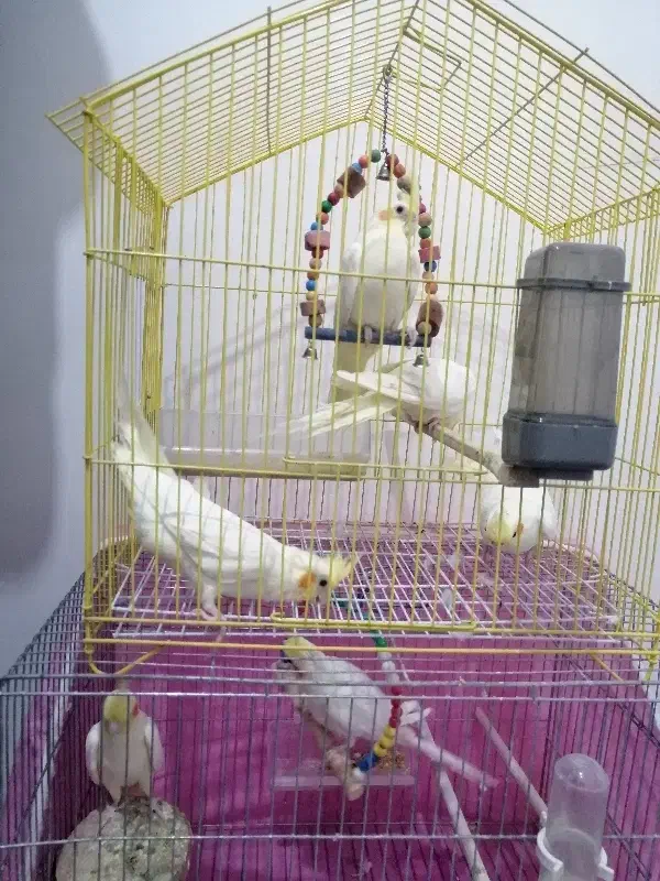 عروس هلندی سخنگو و بازیگوش|پرنده|تبریز, |دیوار