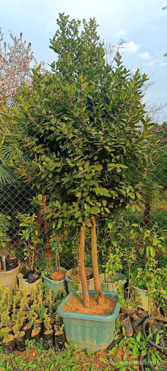 گل و گیاه مخصوص ویلها و فضای سبز لوکس|گل و گیاه طبیعی|چابکسر, |دیوار