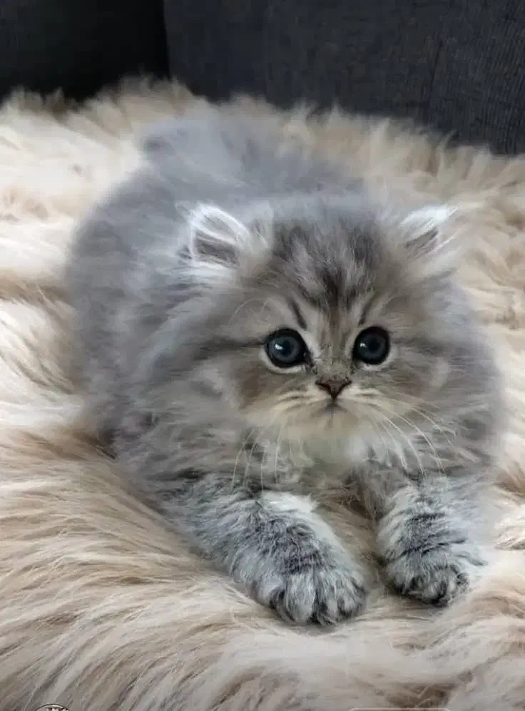 مجموعه گربه های بااصالت|گربه|اصفهان, خواجو|دیوار