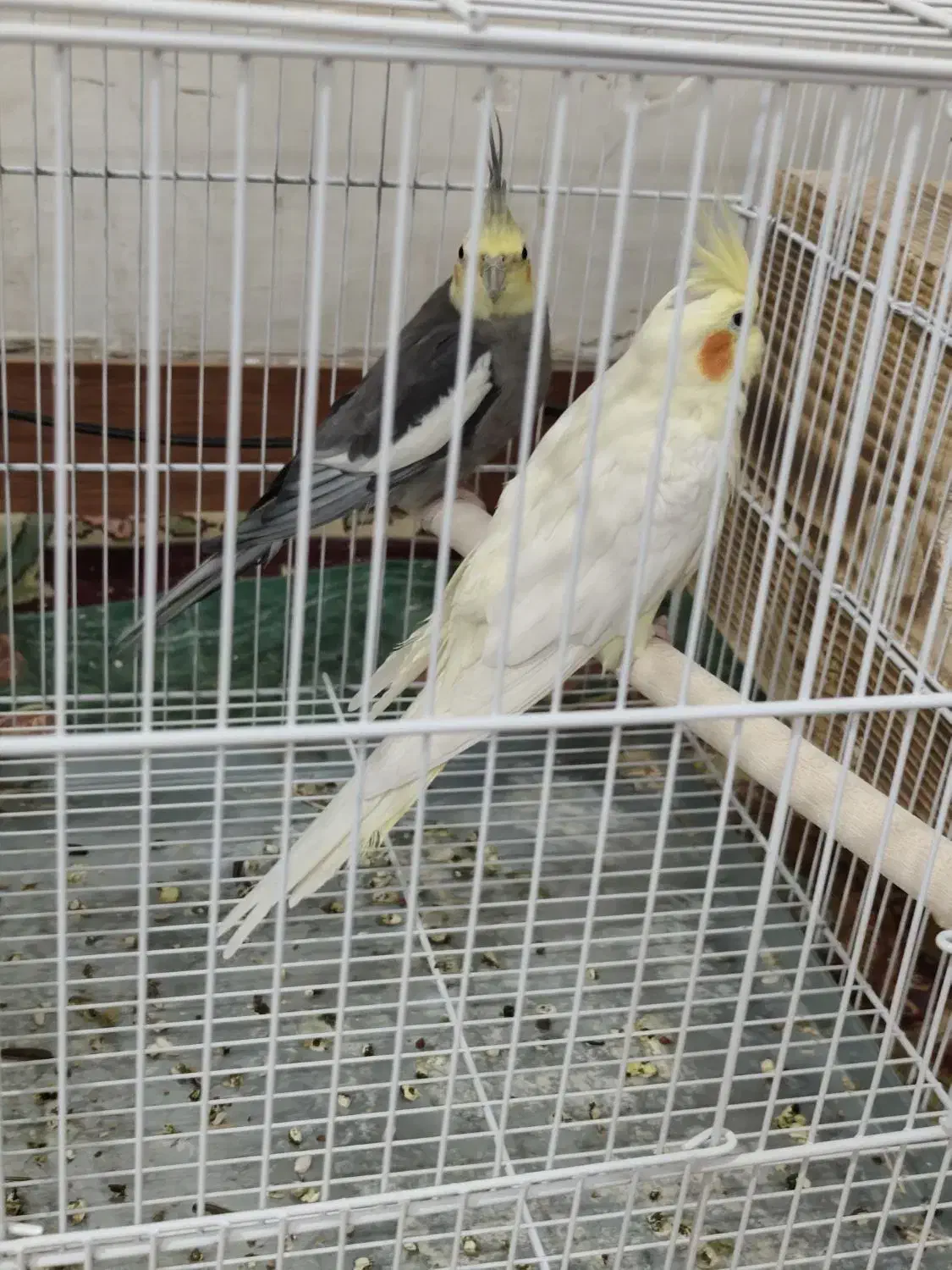 فروش سه عدد عروس هلندی|پرنده|کازرون, |دیوار