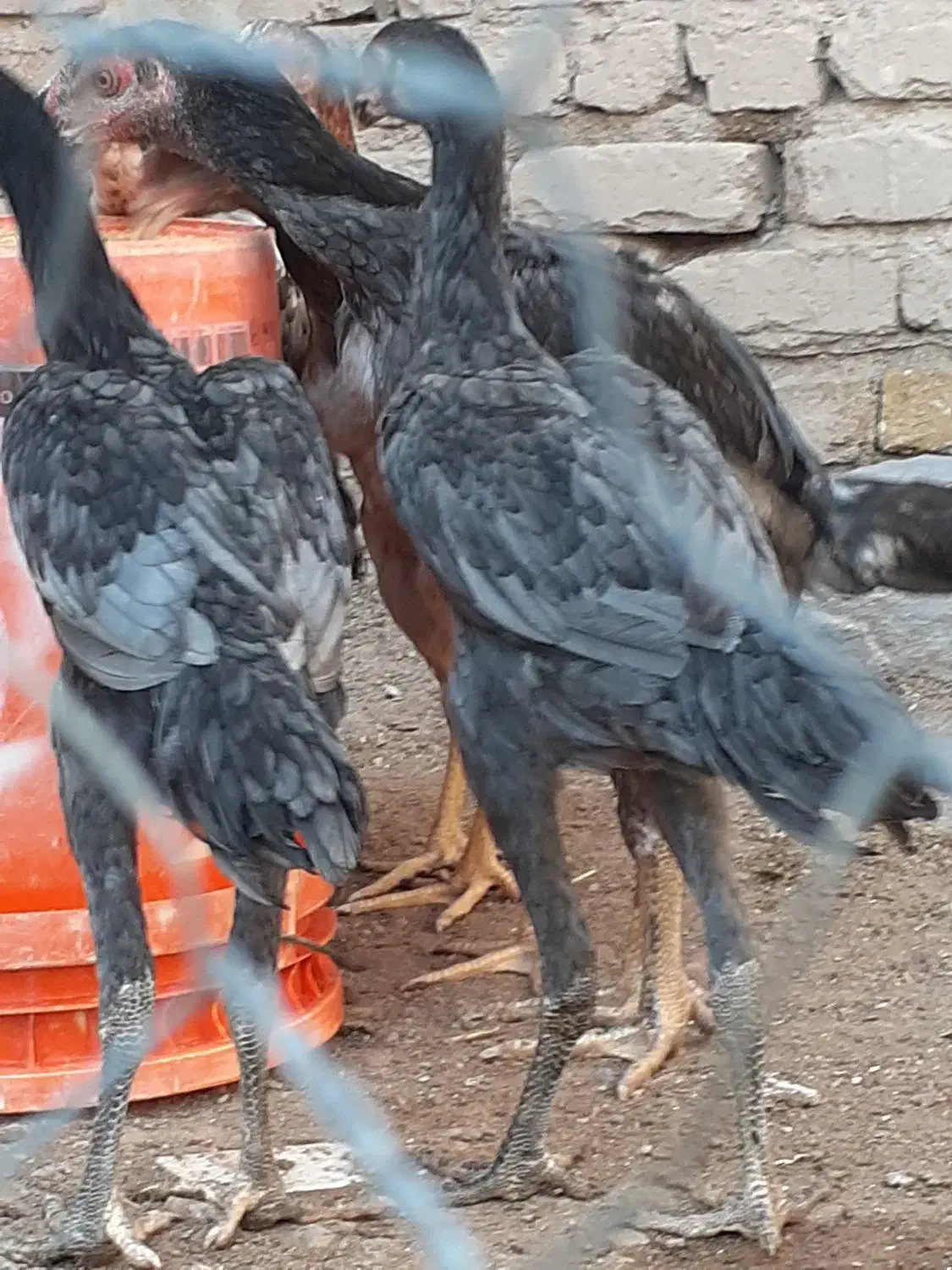 تخم مرغ لاری|حیوانات مزرعه|قزوین, |دیوار