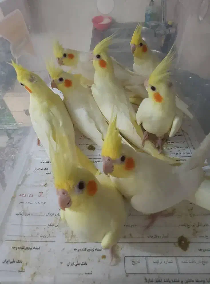 جوجه عروس هلندی|پرنده|تاکستان, |دیوار