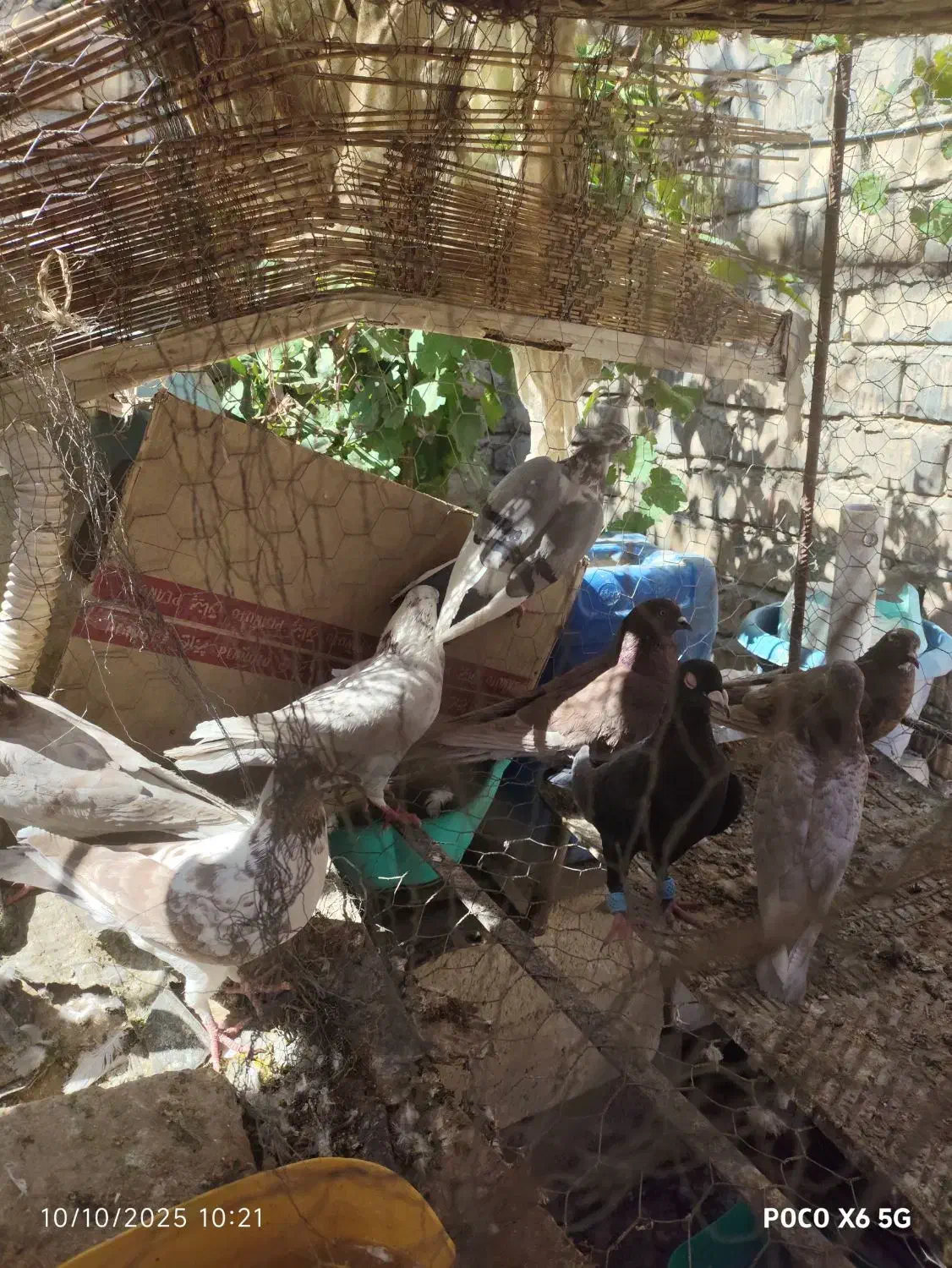 فروش کبوتر  زهک|پرنده|زهک, |دیوار