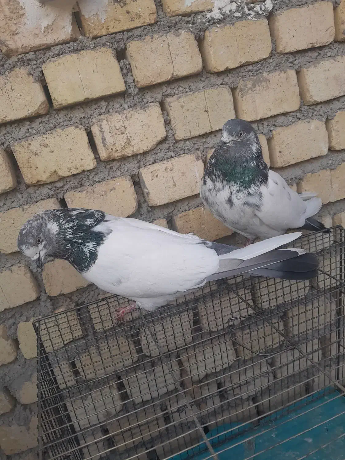 چند جفت کبوتر کله دم سبز|پرنده|کتالم و سادات شهر, |دیوار