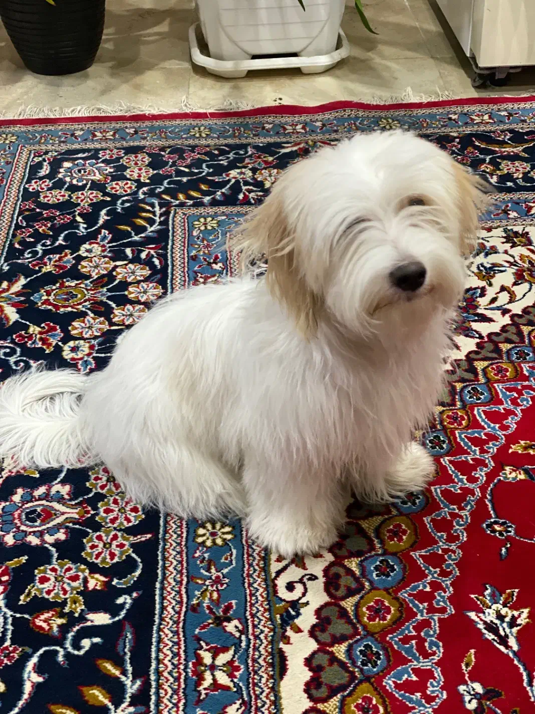 واگذاری سگ شیتزو|سگ|مبارکه, |دیوار