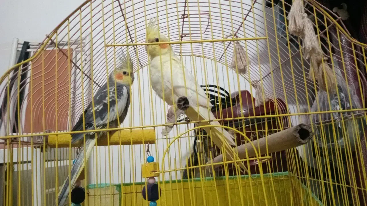 عروس هلندی|پرنده|املش, |دیوار