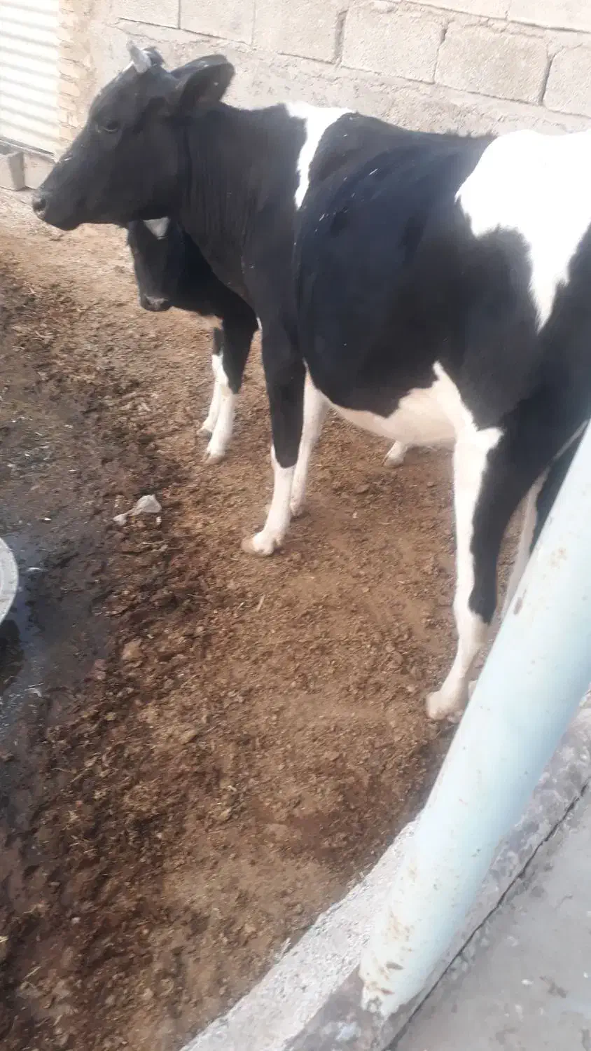 فروش گاو|حیوانات مزرعه|مسجد سلیمان, |دیوار