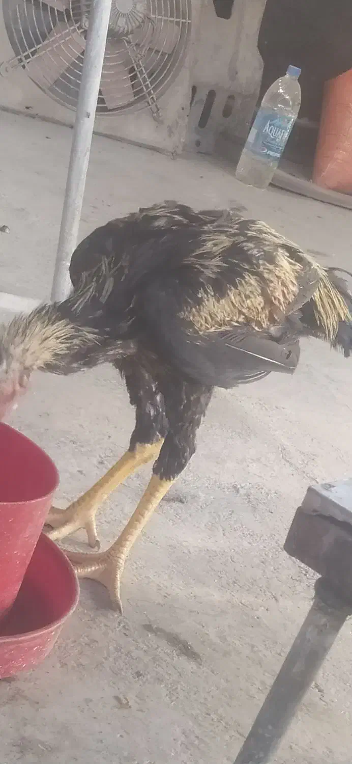 خروس لاری صابونی اصل افغان 5ماهه|حیوانات مزرعه|قم, پردیسان|دیوار