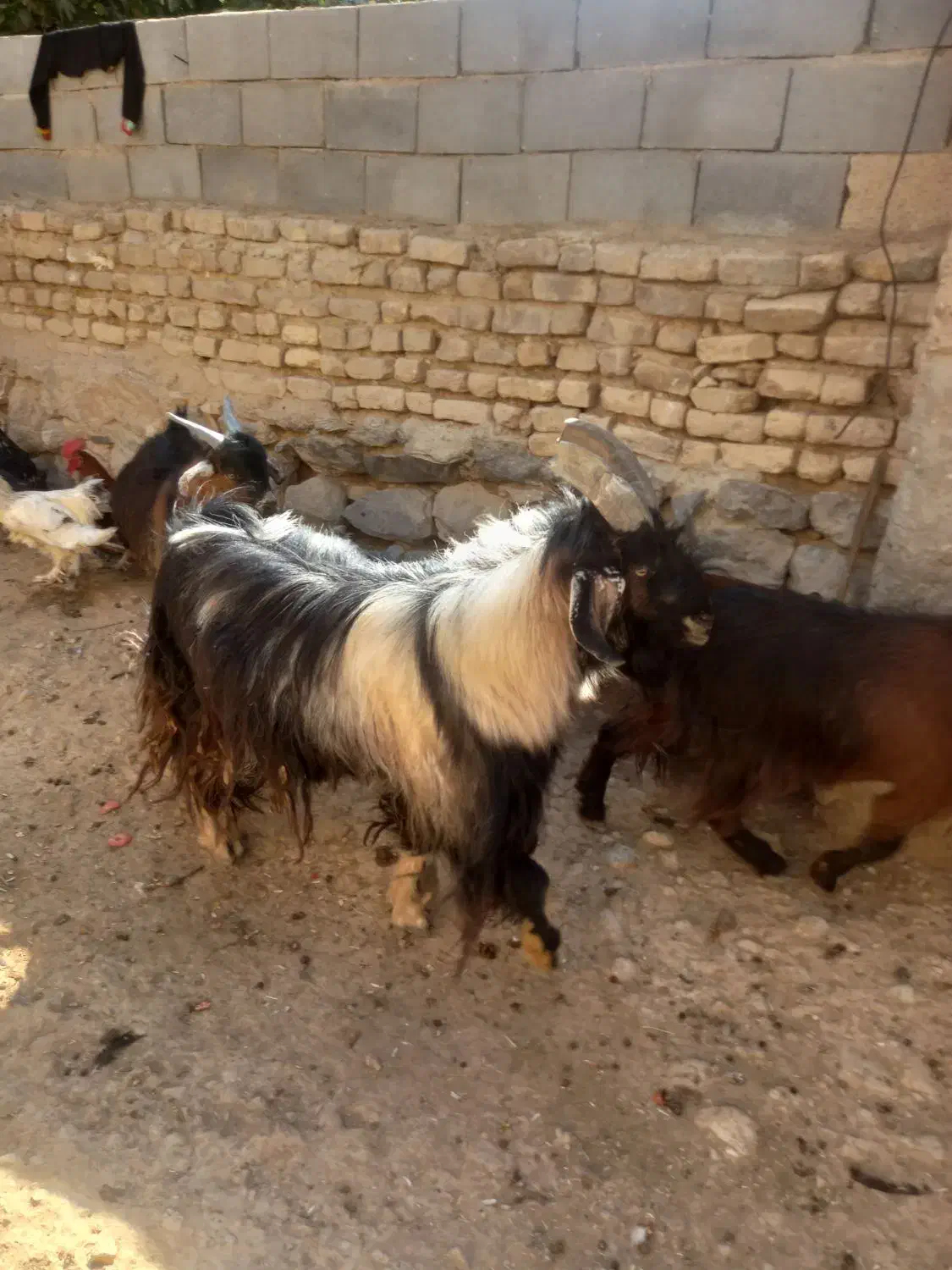 دبر بزری|حیوانات مزرعه|مرودشت, نقش رستم|دیوار