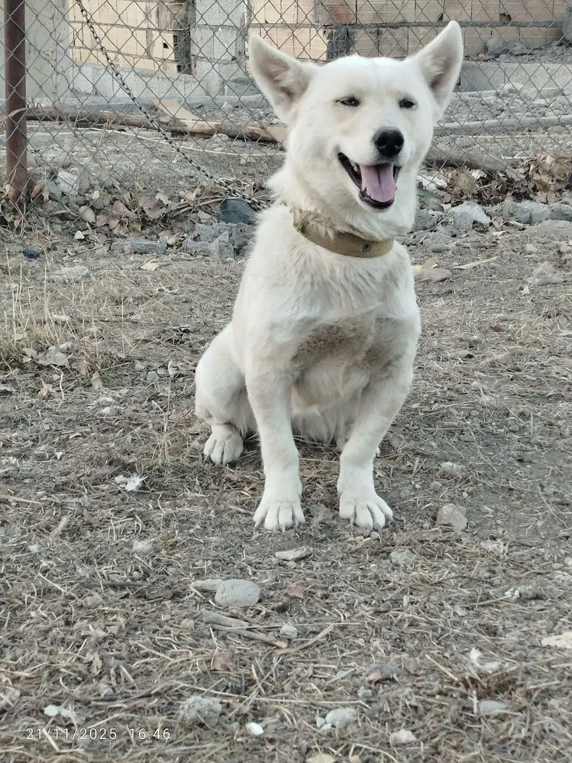 فروش سگ|سگ|اردبیل, |دیوار