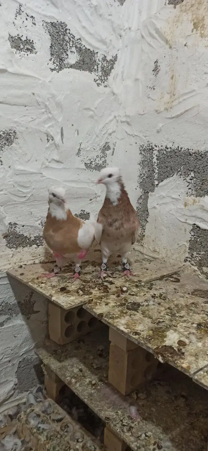 طوقی|پرنده|خنج, |دیوار