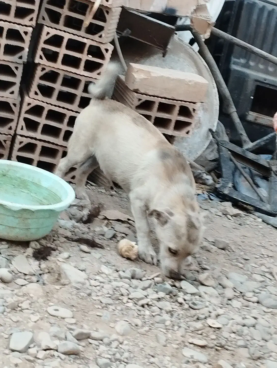 سگ پا کوتاه نژاد دار|سگ|ورامین, ورامین|دیوار