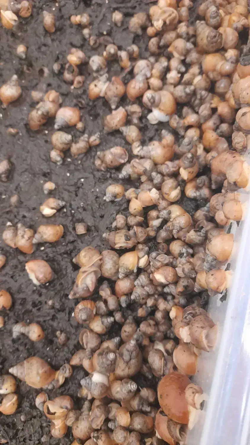 حلزون|خزنده|تهران, خرمشهر|دیوار