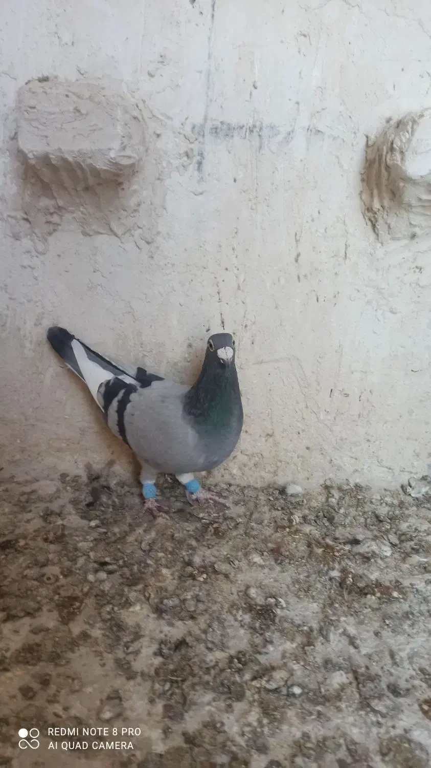 ماده قره سبز پلاکی|پرنده|جهرم, |دیوار