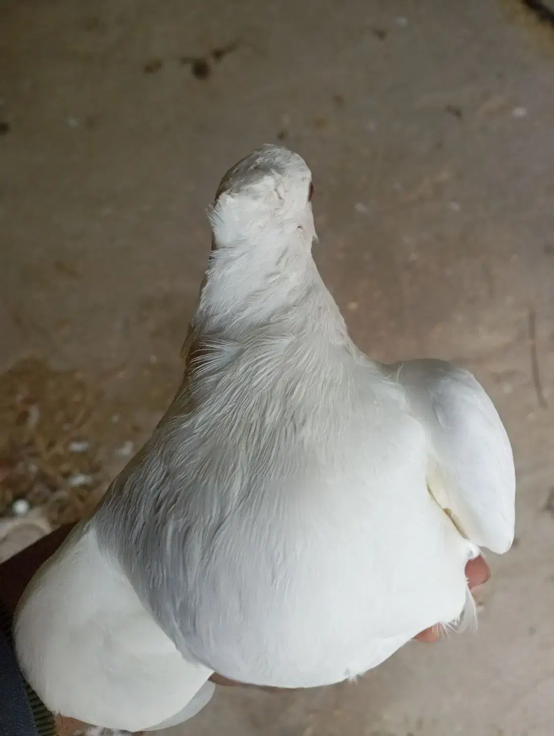 کبوتر طوقی|پرنده|سروآباد, |دیوار