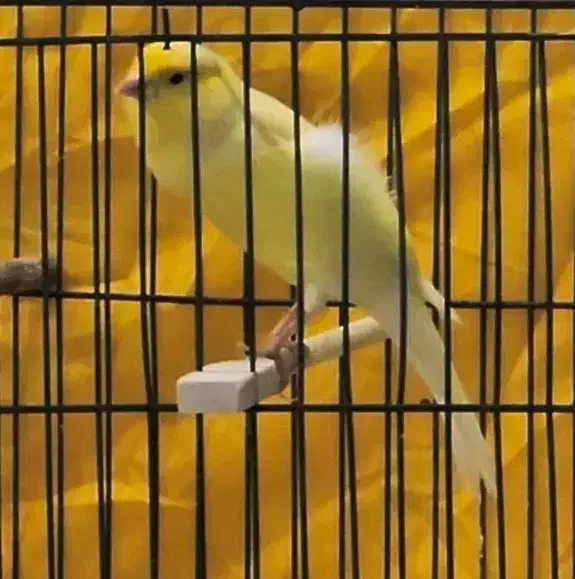 قناری بخون|پرنده|کاشان, شریعتی|دیوار