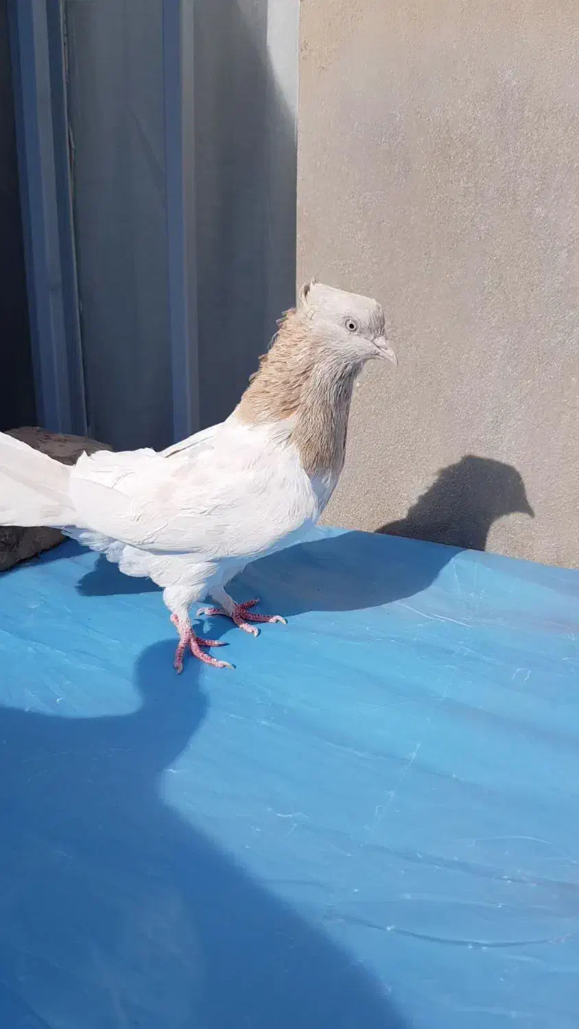 کله لیمویی ماده|پرنده|فردوس (خراسان), |دیوار