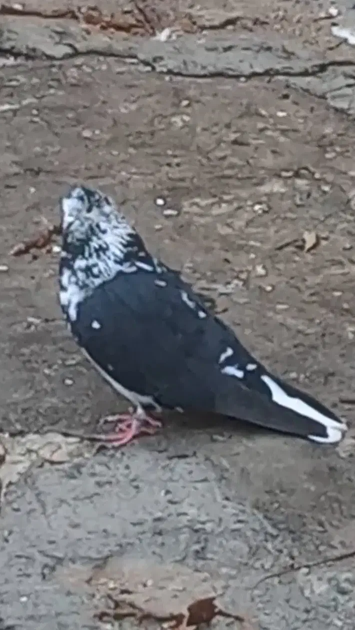 یک عدد کبوتر ماده گمشده|حیوانات|بانه, |دیوار