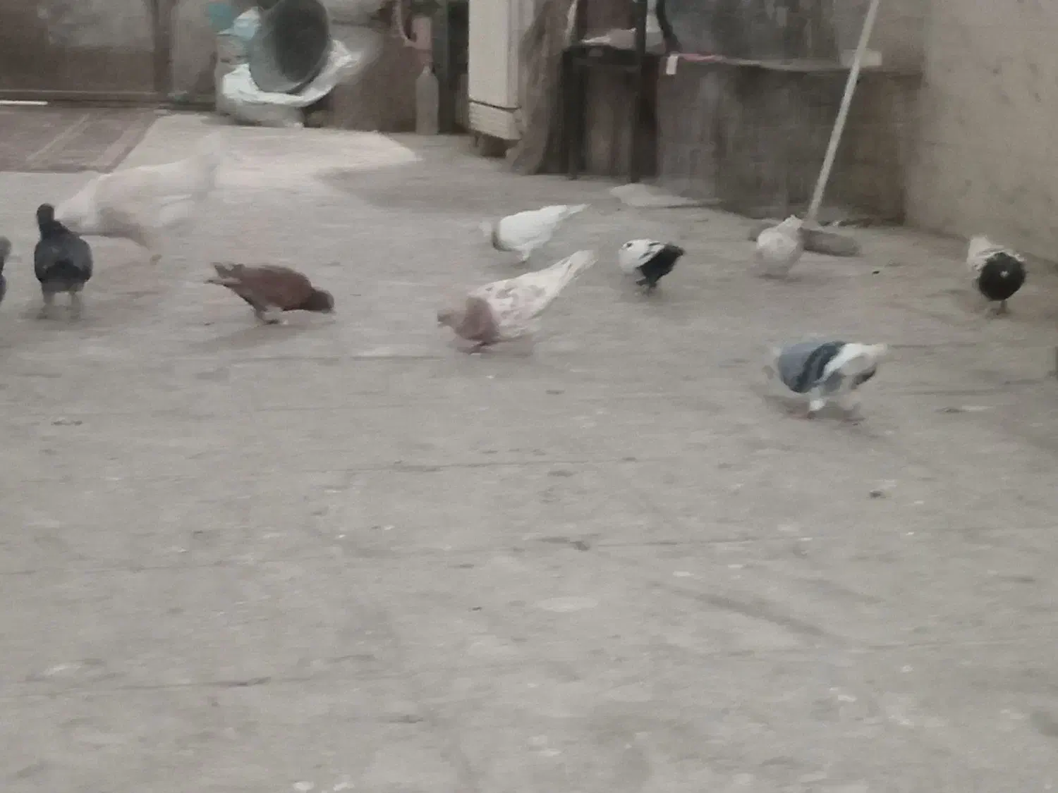 کفتر طور|پرنده|چناران, |دیوار