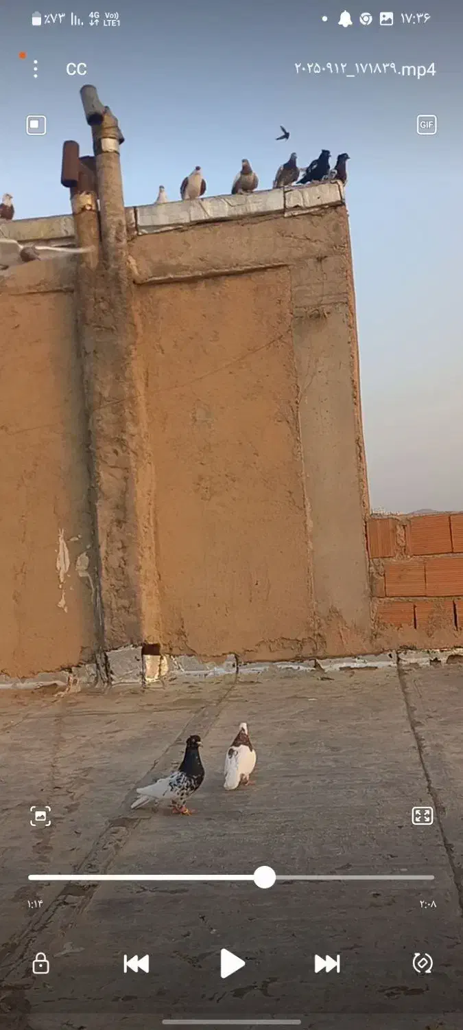 کبوتر گمشده۱|پرنده|شیروان (خراسان), |دیوار