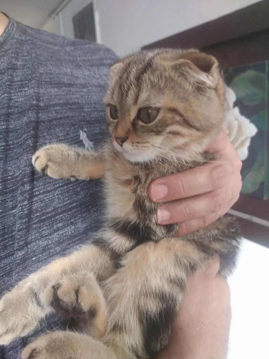 بچه گربه تبی فلد|گربه|تهران, بلوار کشاورز|دیوار