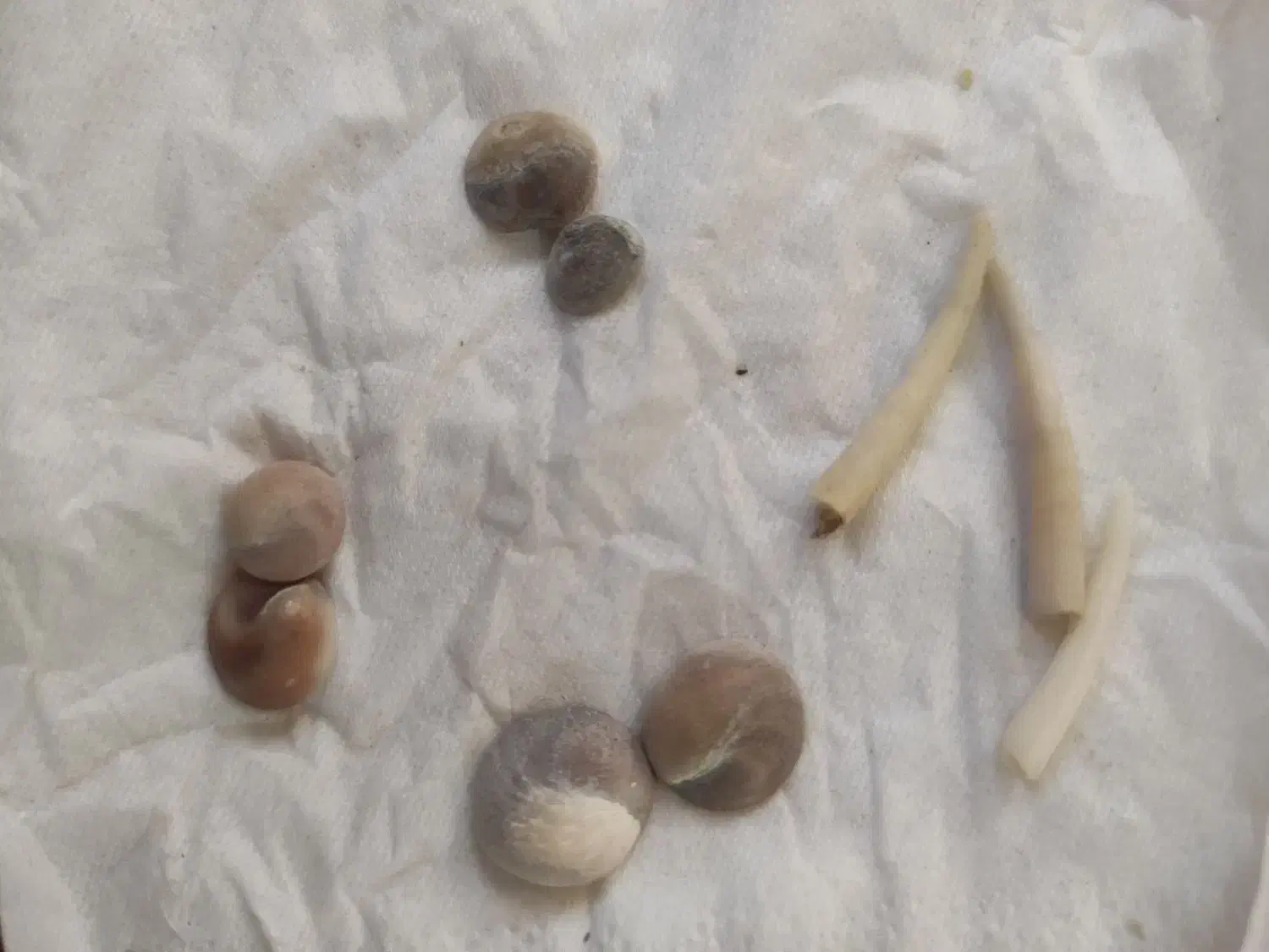 سنگ قیمتی|کلکسیون اشیاء عتیقه|فولادشهر, B7|دیوار