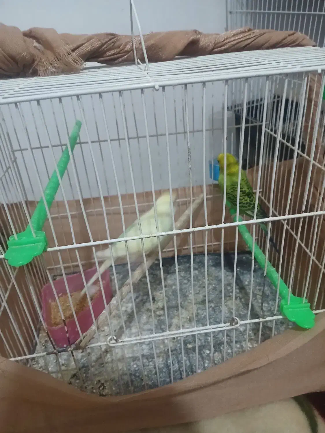 پرنده|پرنده|مشهد, کشف|دیوار