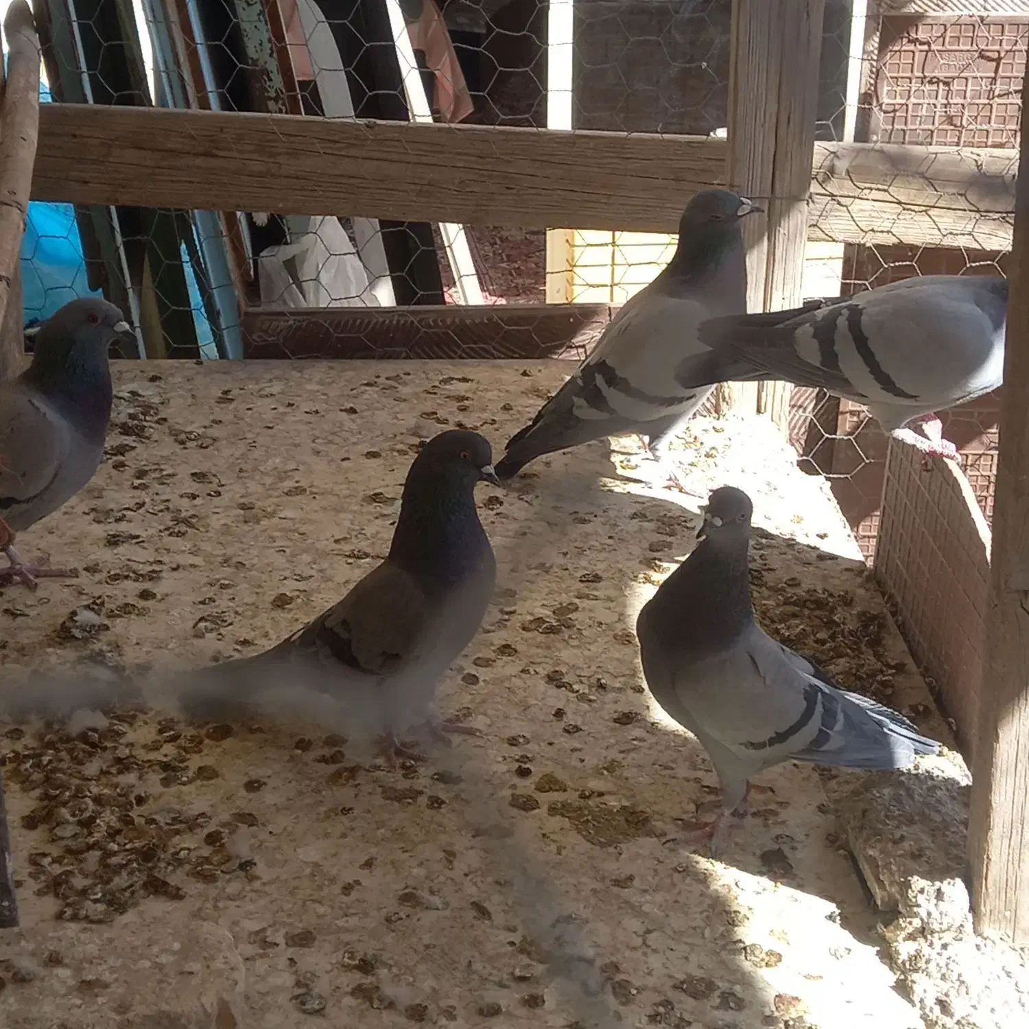 پلاکی  و پرشی|پرنده|مبارکه, |دیوار