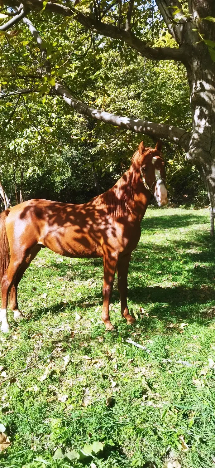 اسب نریان|اسب و تجهیزات اسبسواری|قیدار, |دیوار