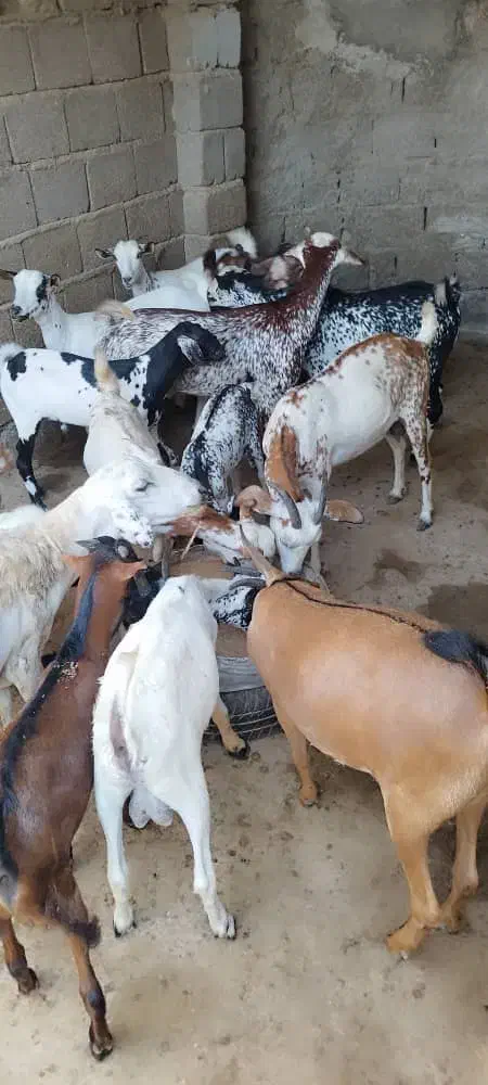 کهره و بره|حیوانات مزرعه|قشم, |دیوار