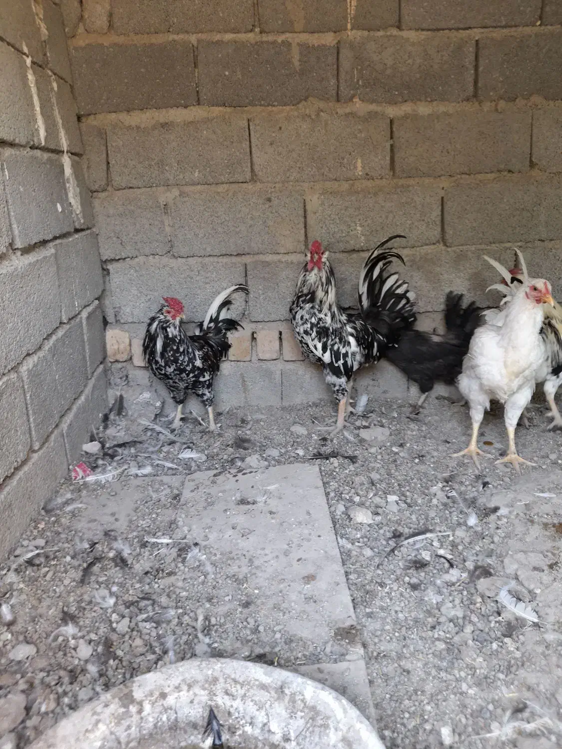 ۲عددخروس گلین|حیوانات مزرعه|شهریار, بکه|دیوار