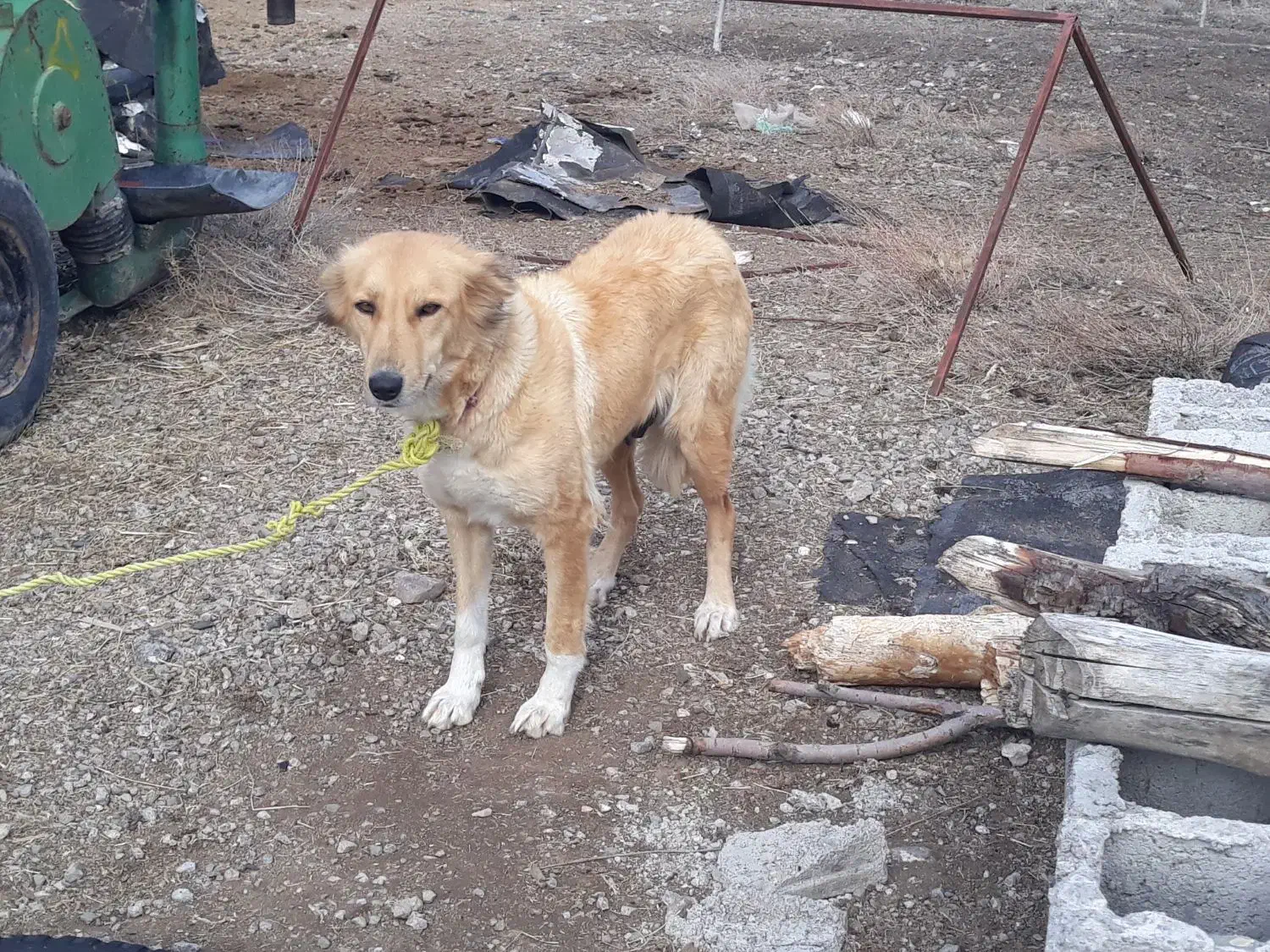 سگ ماده|سگ|اردبیل, |دیوار