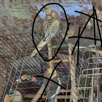 طوطی عروس گلباقالی ماده|پرنده|قزوین, |دیوار