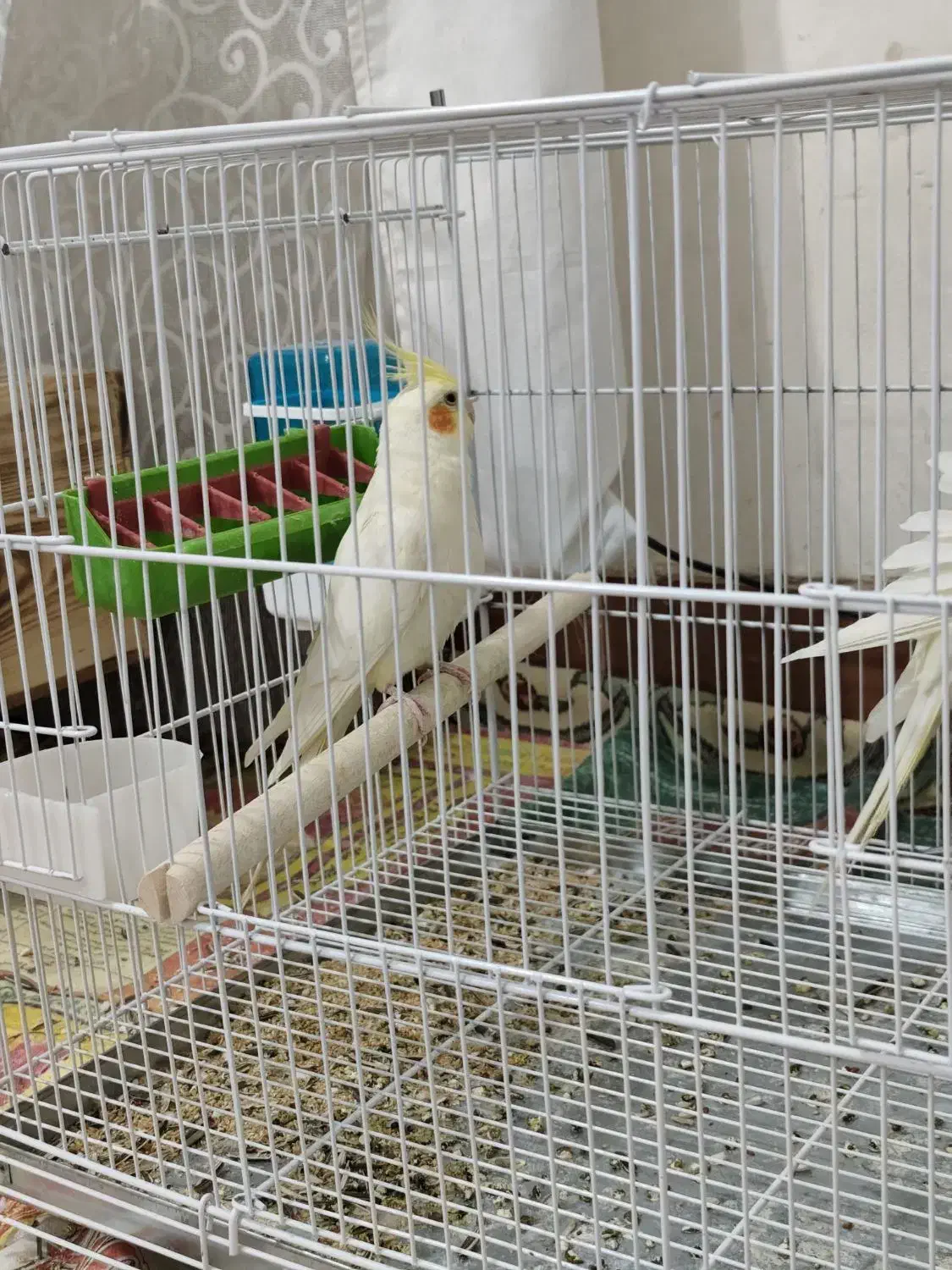 فروش سه عدد عروس هلندی|پرنده|کازرون, |دیوار