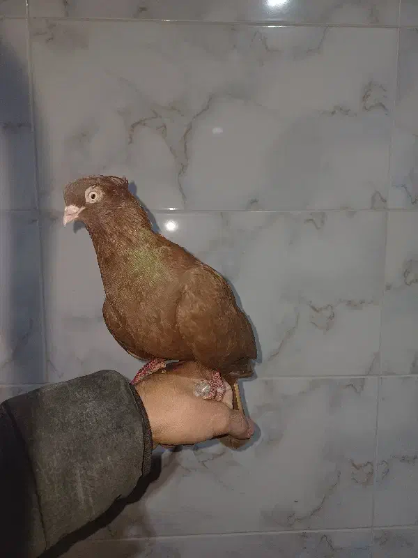 یجفت ماده ابادانی|پرنده|شهرکرد, |دیوار