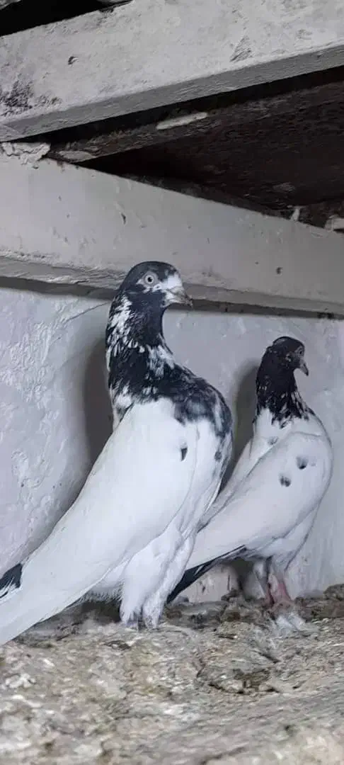 کبوتر پاکستانی|پرنده|اصفهان, ارغوانیه|دیوار