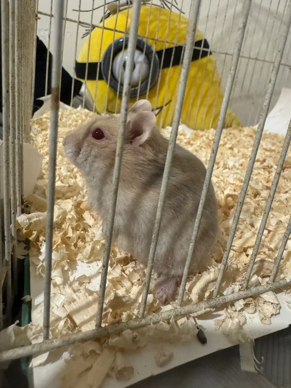 همستر با تمام وسیله ها|موش و خرگوش|تهران, قیطریه|دیوار