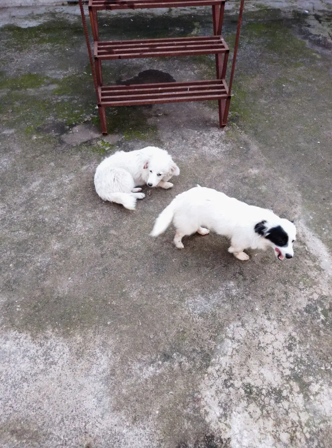 یک جفت توله سگ اشپیتز شش ماه|سگ|لولمان, |دیوار