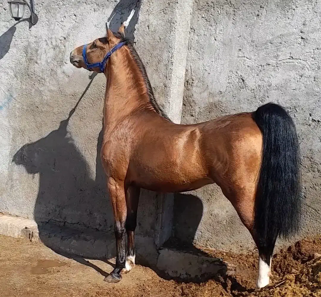 کره سالار فرخشهر تایید ۱ فدراسیون|اسب و تجهیزات اسب‌سواری|فارسان, |دیوار