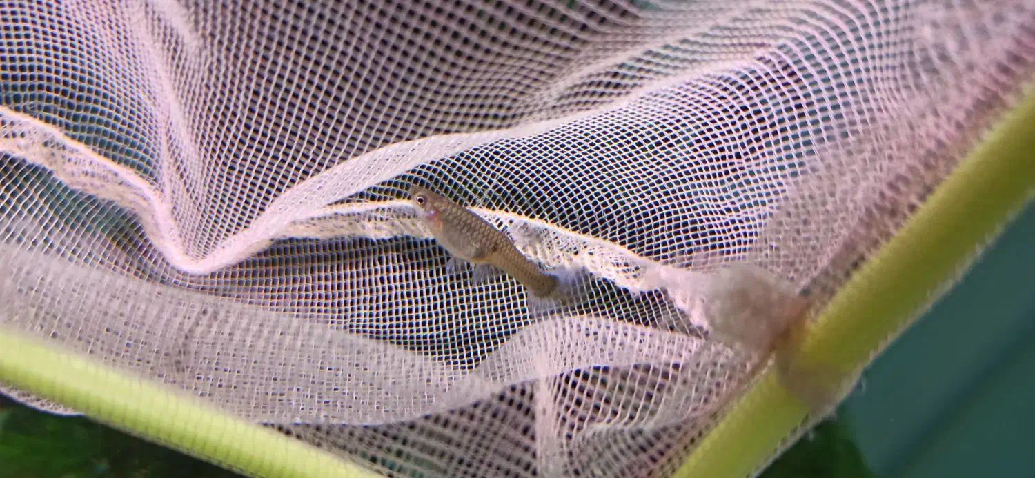 ماهی گوپی و پلاتی|ماهی|دوگنبدان, |دیوار