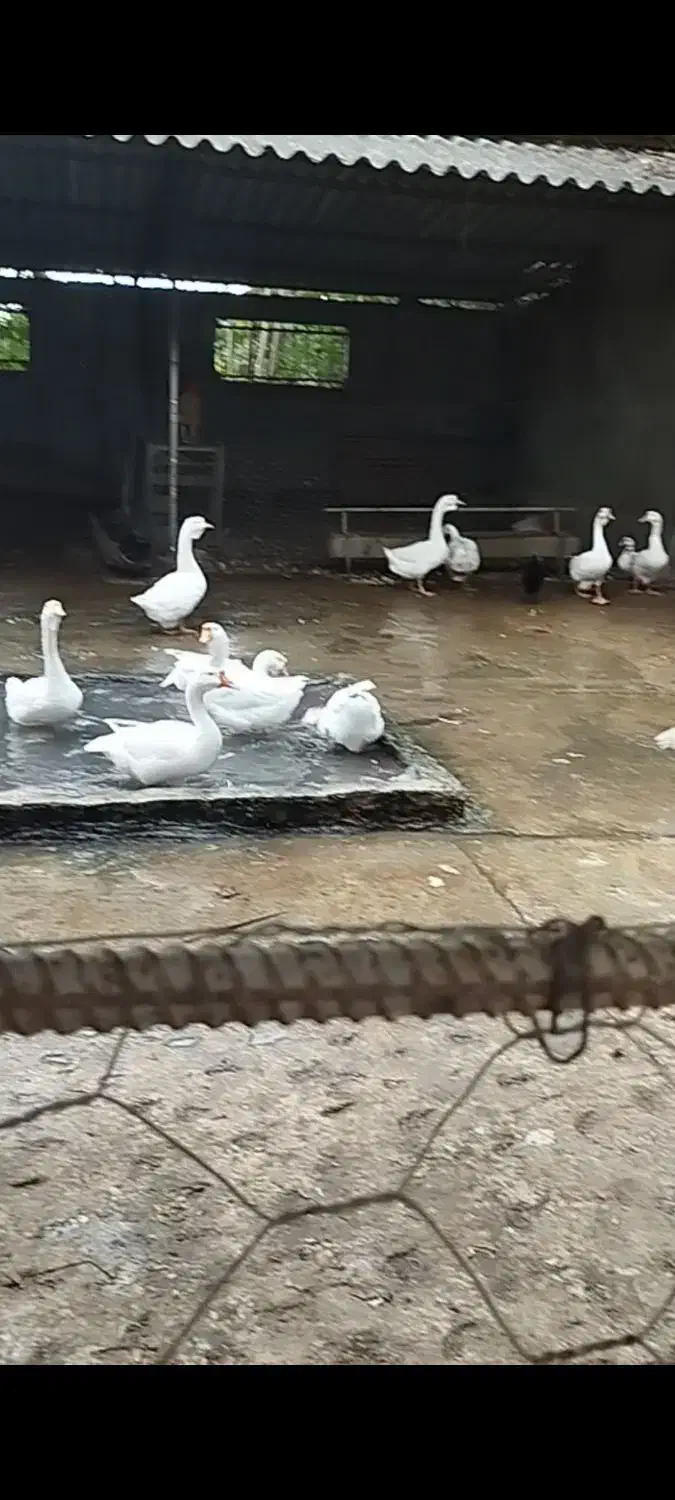 تخم قو غاز و غاز و غاز مولد|حیوانات مزرعه|گلوگاه, |دیوار