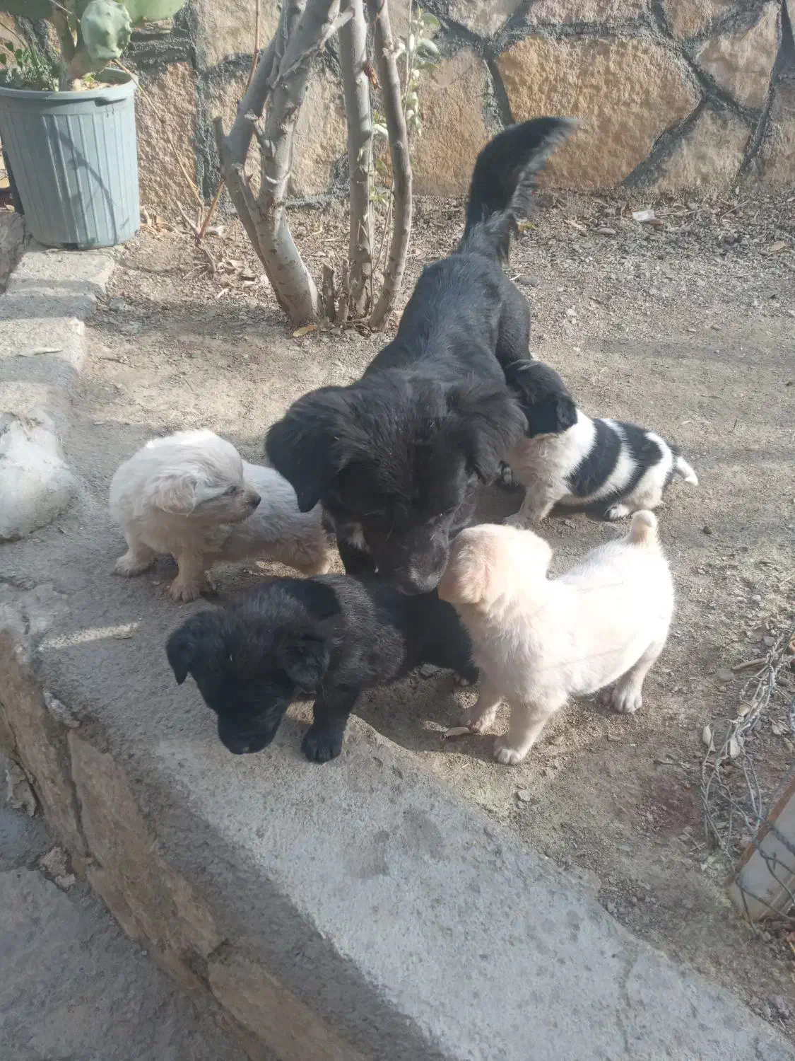 سگ پا کوتاه|سگ|مشهد, صیاد شیرازی|دیوار